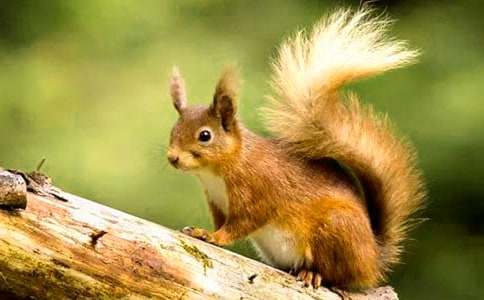 課文小松鼠找花生優(yōu)秀教學(xué)設(shè)計(jì)范文