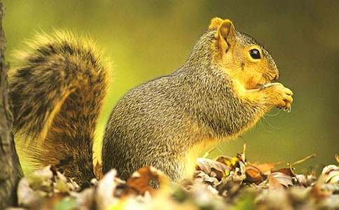 �����T��С����Ĵ�β��ͯԒ����