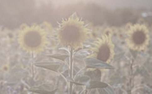 ��̫ꖻ�������