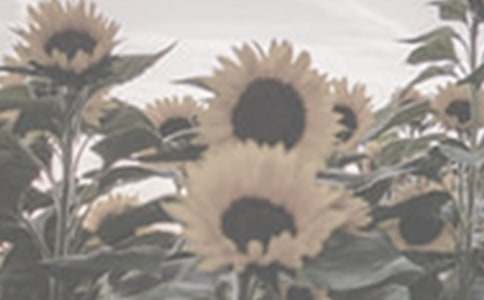 描寫太陽(yáng)花的作文4篇