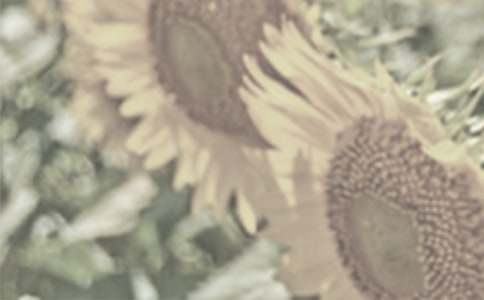 ̫ꖻ��������ز�