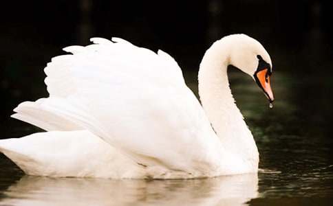 ���Z����ɫ����700��