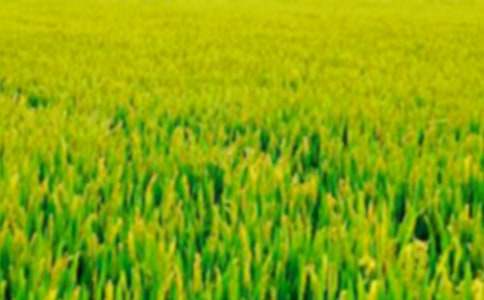 精選田野作文匯總9篇