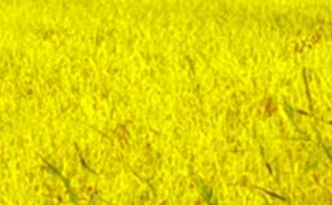 ɽ�g��Ұ���ġ��᡿