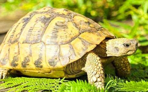 �Ҽҵ�С������(j��ng)������