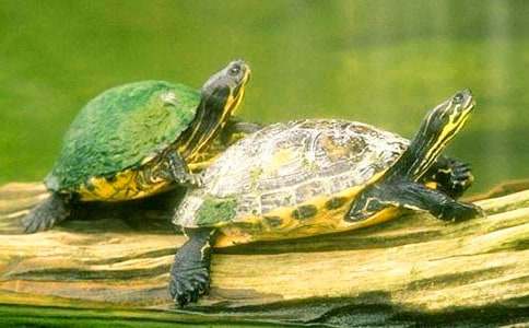 С��������