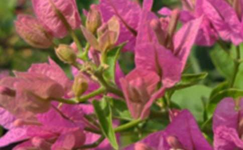 ��(j��ng)���������簲���Z�����x335�䣩