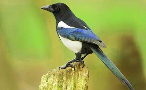 ϲ�o�������h�]�c���n-Ԣ�Թ���