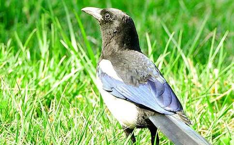 【推薦】喜鵲作文300字3篇