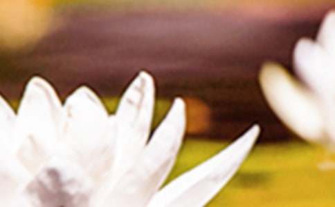 ������δ����Ƭβ���������~