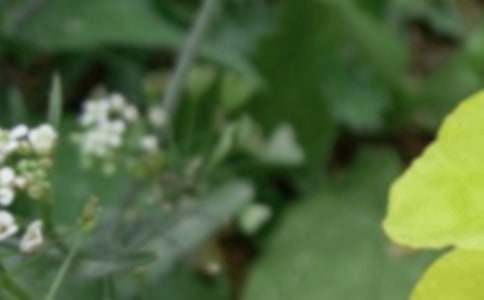 夏至習(xí)俗小班社會(huì)領(lǐng)域教案(通用13篇)