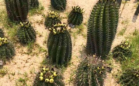 �ҵ�ż�� - �������Ƶ�����500��