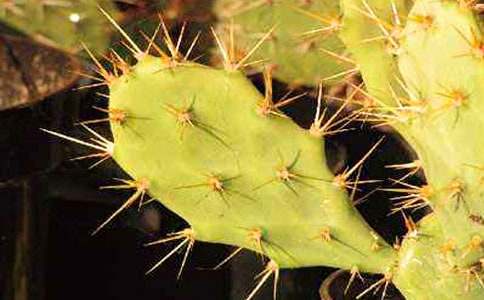 �Gɫ����������