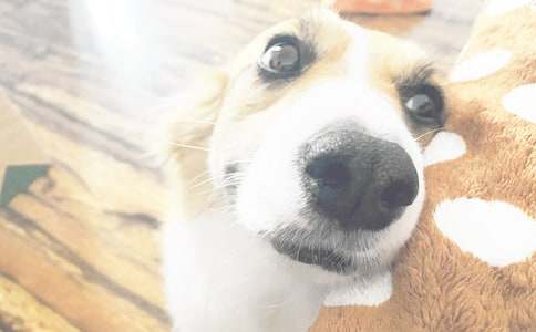 ������ϲ�g��С��