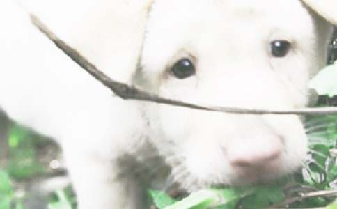 С���c�H��Ԣ�Թ���