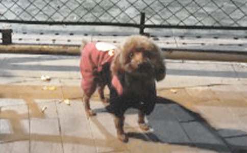 ��ϲ�gС��������