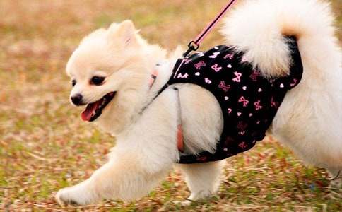 �ҵ�С�����ģ����x39ƪ��