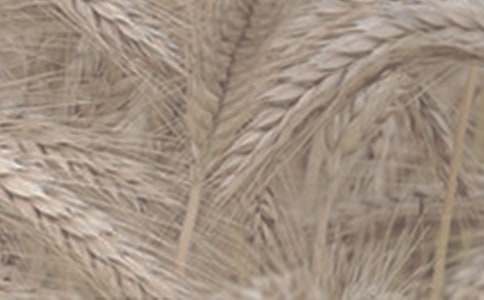 С�������ɢ���S�P