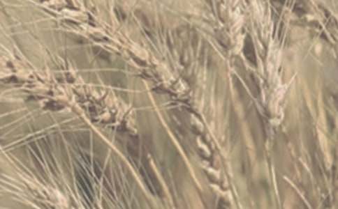 С�����L(zh��ng)���r(n��ng)�V