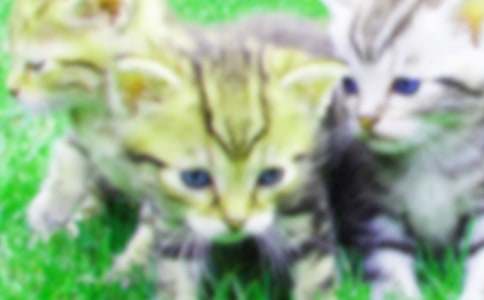 �P(gu��n)���茑С؈��ò���ģ�ͨ��105ƪ��