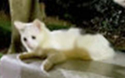 �ɐ۵�С؈��(y��u)������