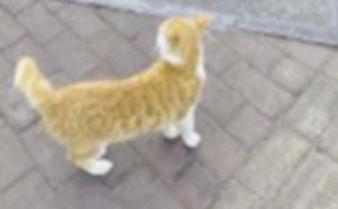 小貓送傘的看圖作文