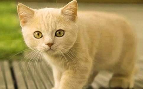 �Һ�С؈�Ĺ�������450�֣�ͨ��15ƪ��