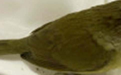 《大樹和小鳥》中班語言教案