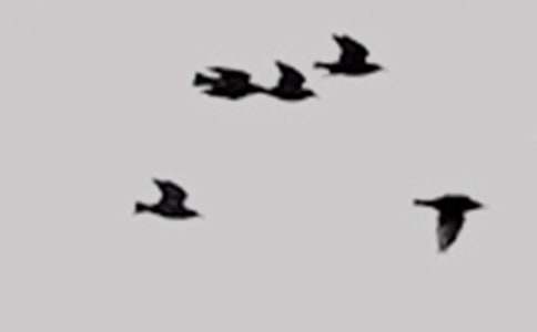 ��׃��С�B(ni��o)���ġ��]��