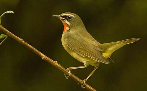 С�B(ni��o)��СΛρ?zh��n)��?/></p><h2>�������꼉(j��)������(l��)�̌W(xu��)���Y(ji��) 1</h2><p><strong>����һ��ָ��(d��o)˼�룺</strong></p><p>�����r(sh��)���������~�M(j��n)��׌�҂���횾����µĽ��������������n��(bi��o)��ָ��(d��o)�����҂�Ҫ�����B(y��ng)��ȫ�l(f��)չ�ĺϸ��˲Ş���ּ����(du��)�W(xu��)���䌍(sh��)���|(zh��)���������B(y��ng)�W(xu��)���������������F(xi��n)���̈́�(chu��ng)������������������(l��)���й�����(sh��)�ڱ����������H����ָ��(d��o)�̌W(xu��)����Ӵΰl(f��)չ�������Ԟ�����(l��)�̌W(xu��)�ṩ�l������(chu��ng)��l�����_(k��i)չ���(xi��ng)���(d��ng)���M���W(xu��)�����w�M(j��n)����</p><p><strong>��������������r������</strong></p><p>�����҂��W(xu��)У����һ����֪��������ͨ������У�@���ֺ������h(hu��n)����(y��u)�����̌W(xu��)�YԴ�S������У����50�����������I(y��)�I(y��)�Ľ̎���������(g��)��(g��)�����M(j��n)�����@�����ڸ��������������кܺ�Ľ̌W(xu��)������������һ�w�����ġ�</p><p>������ˌW(xu��)У�ĸ��(xi��ng)���������Լ�����ɫ���W(xu��)У���^(gu��)ȥ���F(xi��n)�ڲ�����M(j��n)���������˺ܶ��I(l��ng)��(d��o)�����P(gu��n)���(hu��)�ˆT��(l��i)��У���^���W(xu��)��(x��)���@�o���҂��������mȻ��У��(zhu��n)�I(y��)�̎����������҂����ܿ˷����y�����ˌW(xu��)����Ը�ึ�����҂�������ÌW(xu��)У��������(l��)���ģ������`����ӵ���ʽ�̌W(xu��)��׌�W(xu��)��ϲ�g������(l��)�n���o�W(xu��)��չʾ�Լ����ܵęC(j��)��(hu��)��׌�W(xu��)���Č�(du��)����(l��)�ĺ�(ji��n)���J(r��n)�R(sh��)������(l��)���еĵă�(n��i)��������׌����(l��)�N���W(xu��)����������</p><p><strong>�������������΄�(w��)��Ŀ��(bi��o)��</strong></p><p>��������(l��)�̌W(xu��)��һ�Nˇ�g(sh��)���������ǌ�(du��)�W(xu��)���M(j��n)��������;��֮һ������(l��)���нM�����µ�����ָ��(d��o)�£����µ��ˑB(t��i)ӭ��һ����Ŭ���_(k��i)չ���(xi��ng)���л��(d��ng)���{(di��o)��(d��ng)�����ķe�O�������W(xu��)�ڌ���Ҫ��������΄�(w��)��</p><p>����1������(l��)�M�̎���ͬ̽ӑ���n��(bi��o)���µ��������Ą�(l��)�ώ������@���Ϻ�ÿһ��(ji��)����(l��)�n��</p><p>����2���J(r��n)�����ý̌W(xu��)��Ҏ(gu��)������</p><p>����3��ָ��(d��o)�W(xu��)���_(k��i)չ���(xi��ng)��ˇ���(d��ng)��Ԣ���ژ�(l��)����ְl(f��)�]����������(d��ng)�����e�O����׌��������������(l��)��</p><p>����4����(ji��n)�����B(y��ng)��������(l��)��������L(zh��ng)�W(xu��)�����_(k��i)�l(f��)�����ĝ������o�������������������ˮƽ������������(chu��ng)����F(xi��n)�Լ����ܵ�`�C(j��)��(hu��)</p><p><strong>�����ġ�������ʩ��</strong></p><p>����1���_(k��i)�W(xu��)�����҂�����(l��)�̎�̽ӑ�µ�����(l��)�̌W(xu��)�����Ա�ָ��(d��o)����(l��)�̌W(xu��)</p><p>����2����(ji��n)�ֳ�Ҏ(gu��)�²飬�ѺÂ��n�����n�|(zh��)���P(gu��n)�����C�̌W(xu��)�ߘ�(bi��o)��(zh��n)�������M(j��n)���������r(sh��)�������Y(ji��)���Ա���M(j��n)����(l��)�̌W(xu��)��</p><p>����3��������(l��)�̌W(xu��)�������B(y��ng)�W(xu��)�����õĳ�����(x��)�T�������_��վ��������������ҕ����������(x��)�T��</p><p>����4��������ÌW(xu��)У�Ŀ����YԴ���磺���N����(l��)��������ý�w�O(sh��)ʩ�ȣ�����w�F(xi��n)����(l��)�N���W(xu��)����������</p><p>����5�������n�����n���r(sh��)�g��(du��)����(l��)������һ�����x�ČW(xu��)���M(j��n)��ָ��(d��o)��׌���������Լ������L(zh��ng)����ȥ�l(f��)չ���ڰ༉(j��)��?q��)WУ�M���Ļ��(d��ng)�г��ȥչʾ��׌���w��(hu��)�ɹ���ϲ�����M(j��n)�����������Ą�(chu��ng)���𻨣���呟��в����M(j��n)����</p><h2>�������꼉(j��)������(l��)�̌W(xu��)���Y(ji��) 2</h2><p><strong>����һ��ָ��(d��o)˼��</strong></p><p>�����^�m(x��)�J(r��n)��؞���н������������ҡ��W(xu��)У���P(gu��n)������Ҋ(ji��n)����(ji��n)�������n��(bi��o)�����ָ��(d��o)���Ը�������Ҏ(gu��)���(zh��n)�t���Y(ji��)�όW(xu��)У����(l��)�̌W(xu��)��(sh��)�H����������(l��)�n�̶�Ԫ����������������ȫ���������(l��)�����|(zh��)�������M(j��n)�W(xu��)Уˇ�g(sh��)��ɫ�l(f��)չ��</p><p><strong>������������Ŀ��(bi��o)</strong></p><p>�����ӏ�(qi��ng)����(l��)�̎��(du��)�齨�O(sh��)����߽̎����|(zh��);��(ji��n)���ԌW(xu��)���l(f��)չ�鱾�ăr(ji��)ֵȡ������(y��u)������(l��)�W(xu��)�ڽ̌W(xu��)���S���n������(l��)���������B(y��ng)�W(xu��)��������Ȥ���l(f��)չ�W(xu��)����(g��)�������M(j��n)�W(xu��)УУ�@�Ļ����O(sh��)��</p><p><strong>����������Ҫ����</strong></p><p>����1.�Ќ�(sh��)�ӏ�(qi��ng)�W(xu��)��(x��)��ӑ��Ŭ����߾C��ˮƽ</p><p>�����ӏ�(qi��ng)�̎���Փ�W(xu��)��(x��)�͘I(y��)��(w��)�W(xu��)��(x��)�������ڽM���M��(n��i)����W(xu��)��(x��)��ƽ�r(sh��)��醽����̌W(xu��)�Y�����໥̽ӑ��������˼���ԌW(xu��)�Ծ���Y(ji��)����������x�n�̘�(bi��o)��(zh��n)�����½���������������Փ���B(y��ng)��</p><p>����2.�J(r��n)���䌍(sh��)�n�ľ���Ŭ����߽̌W(xu��)Ч��</p><p>�������P(gu��n)ע�W(xu��)��������I(y��ng)�쌒�������������C�Ľ̌W(xu��)�Շ���</p><p>�����Ƈ�(y��n)�����J(r��n)�桱Ҏ(gu��)�����ԌW(xu��)�ڽ̌W(xu��)����������߽̌W(xu��)Ч�ʡ�</p><p>�����ǘ�(g��u)����֪�R(sh��)�c�������^(gu��)���c������������B(t��i)�ȃr(ji��)ֵ�^����һ�w�Ľ̌W(xu��)Ŀ��(bi��o)�wϵ;��(g��u)���ԡ�������̽������������(chu��ng)�¡�����Ҫ���������wʽ�l(f��)չ�ԌW(xu��)�ڽ̌W(xu��)ģʽ;��(g��u)����������������̽�����ČW(xu��)��(x��)ģʽ������ (t��ng)���f(shu��)�����������롢����������(hu��)�ķ�ʽ���Ą�(l��)�W(xu��)���e�O���c����đ���_(d��)���ڻ��(d��ng)�^(gu��)�����w�(y��n)�����������B(y��ng)�dȤ�����������</p><p>�������`���x�ø��N�̌W(xu��)��ʽ���̌W(xu��)����������(j��)�̌W(xu��)��(n��i)������ֱ�^�̾ߺͬF(xi��n)�����̌W(xu��)�ֶ΁�(l��i)��(chu��ng)�O(sh��)�龰������(d��o)���Ą�(l��)�W(xu��)���e�O���c���A�M��ɽ̌W(xu��)�΄�(w��)��</p><p>�����ɽM�����n����(d��ng)��ʹ�W(xu��)�ڌW(xu��)��(x��)������������ʹ�W(xu��)���ڻ��(d��ng)�Ы@����֪���dȤ얹���ץ����(l��)������(l��)���赸����ˇ�ȌW(xu��)���������e�ۃ�(y��u)����Ʒ���e�O����У��(n��i)������(l��)��ِ��</p><p>����3.����׷����У�鱾��Ŭ����߽̿���ˮƽ</p><p>������У����Ӗ(x��n)����ꇵ�����(j��ng)��������(zhu��n)�}����ϵ�л��_(k��i)չ���л��(d��ng)���Ӵ���ӑ���ȣ�����̽���͌�(sh��)�`��Ŭ����߽̿���ˮƽ��</p><p>��������ҕ����I(y��)��(w��)�W(xu��)��(x��)����������(qi��ng)��������Ӗ(x��n)����������ߌ�(zhu��n)�I(y��)�ͽ̌W(xu��)���ܡ�</p><p>�����Ʒe�O�_(k��i)չ���w���n��ע�������½̲�����(chu��ng)����ģʽ���O(sh��)Ӌ(j��)���n�����\(y��n)���·�����ͻ���о�������(sh��)Ч�ԡ�</p><p>�������_(k��i)չ��(j��ng)���� (t��ng)�n���u(p��ng)�nϵ�л��(d��ng)������ (t��ng)���u(p��ng)����(d��o)���W(xu��)���Ƅ�(d��ng)�W(xu��)�ڽ̌W(xu��)Ч��������������S���̎��Ľ̌W(xu��)��(j��ng)�(y��n)��</p><p>�������ԬF(xi��n)�����̌W(xu��)��Փָ��(d��o)��(sh��)�`�������W(xu��)��(x��)�F(xi��n)���̌W(xu��)�ֶ�����đ�ĸ�W(xu��)�ڽ̌W(xu��)���،����(d��ng)��ʽ�����M(j��n)�u(p��ng)�r(ji��)�wϵ�����࿂�Y(ji��)�����L(zh��ng)��һ�������͵Ľ̎���</p><p>����4.��������У���n�����e�O��(zh��n)���м�(j��)���(b��o)</p><p>������Ո(q��ng)��(zhu��n)���I(l��ng)��(d��o)��(du��)�F(xi��n)�е�'У���n������޸���Ҋ(ji��n)�����ڴ˻��A(ch��)�Ϸe�O��(zh��n)���(zh��n)���м�(j��)�n�}������(l��)У���n���_(k��i)�l(f��)�c��(sh��)ʩ���о��������(b��o)������</p><h2>�������꼉(j��)������(l��)�̌W(xu��)���Y(ji��) 3</h2><p>�������W(xu��)���Ҽ������꼉(j��)������(l��)�n���������꼉(j��)�W(xu��)�����g�^С���������Ը�������������(l��i)���ǺÄ�(d��ng)������������ͺÄ١��������n�r(sh��)����һ��(d��ng)����(d��ng)�ġ������ؼ�����������(du��)��?ch��)������һ�ие����������غ͸��������������������?hu��)��(zh��ng)�ٺÏ�(qi��ng)����������@һ�ж��ǃ�ͯ���Ը������ı��F(xi��n)�����W(xu��)������ᘌ�(du��)С�W(xu��)���Ը�����ȥ�M(j��n)չ����(l��)�̌W(xu��)������һ���Ĺ��������յ��˳�����Ч���F(xi��n)�ѱ��W(xu��)�ڵĹ��������¿��Y(ji��)��</p><p><strong>����һ��ᘌ�(du��)��ͯ�Ä�(d��ng)�����c(di��n)������(l��)�̌W(xu��)Ҫע���Ʉ�(d��ng)����</strong></p><p>������ͯ���ԺÄ�(d��ng)����������(l��)�̌W(xu��)�аѡ���(d��ng)������(d��o)���n���ρ�(l��i)����׃���y(t��ng)����������(d��ng)������(l��)�n�Ć�һ��ʽ����(qi��ng)�{(di��o)�W(xu��)���Y(ji��)���Լ����е����(j��ng)�v���Ĺ�(ji��)�����������Z(y��)������(d��ng)�����赸������������(l��)�Α�ȷ�ʽȥӖ(x��n)���W(xu��)���Ĺ�(ji��)���������(d��o)�W(xu��)�����Լ������w�Z(y��)��ȥ��ጺ��٬F(xi��n)����(l��)��</p><p>�������ҽ��غ���̲ĵ�����(c��)�����n��Сë�H���@һ�n�r(sh��)����ͨ�^(gu��)��(du��)�̲ĵķ�����֪���@��(ji��)�n�����c(di��n)�ǽ�Q��֪�R(sh��)ʮ�����������J(r��n)���x���ġ����������y�c(di��n)�ǰ���(l��)��y(t��ng)һ�Q�ⲢҪ�����p�ɻ�ĸ�ȥ�ݳ���������Q�@Щ���c(di��n)���y�c(di��n)���y����μ���(l��)��֪�R(sh��)�̌W(xu��)������(l��i)�Ŀ����������ڽ̌W(xu��)�бM��׌���ЌW(xu��)������(d��ng)������(l��i)����(chu��ng)��һ��(g��)�䐂�p�������˅��c���n�Ú����һ�_(k��i)��(ch��ng)���Ҿ��O(sh��)Ӌ(j��)�ˡ���һ�ȣ����l(shu��)ģ�M��(d��ng)���������@һ���(d��ng)��</p><p><strong>��������ᘌ�(du��)��������c(di��n)������(l��)�̌W(xu��)Ҫ��ҕ��Ȥ�ԡ�</strong></p><p>����ᘌ�(du��)С�W(xu��)����������c(di��n)��Ԣ����(l��)�̌W(xu��)�ڸ��N�Α�������̡�����(l��)���Q(ch��ng)���@�n�����ڃ�(n��i)�ݱȔM�������ұ㾎�˰�ѩ�����c�߂�(g��)С���˵Ĺ��£�������(j��)�@��(g��)���½M���W(xu��)�����ݽ�ɫ��</p><p><strong>��������ᘌ�(du��)��������c(di��n)������(l��)�̌W(xu��)Ҫ�ᳫ̽������</strong></p><p>���������ǌW(xu��)��(x��)֪�R(sh��)��һ��(g��)��Ҫ�T(m��n)��������(l��)�̌W(xu��)Ҫ������?q��)W���ṩ�µĴ̼���������(d��o)�ͼ��l(f��)�����ĺ����ģ����M(j��n)������(du��)δ֪���ص�̽��������������׌�W(xu��)��������Щ��(d��ng)��������ر����߂�(g��)����ͬ�W(xu��)��չ�_(k��i)���������ɵ�̽����ͬ�W(xu��)�����@������ģ���ľ�B(ni��o)�����t(y��)�����w����(sh��)�ϳ��x(ch��ng)���������ģ�do do do�����¼�һ����(l��i)��do��С؈���������䣨mi mi mi����ϲ�oϲ�o����si��������ҷe�O��˼�������������v���S����(d��ng)���(l��i)�����往�V���ϵ�����</p><p>�������׌�W(xu��)������(j��)�Լ������󾎳����~��������(ji��)�ಢ�����������ӂ�?c��)��ώ���ָ�?d��o)�����e�O̽�����т�(g��)�˾��ă��質����(l��i)���ώ����M(j��n)һ������(d��o)�W(xu��)��ȥ���� ���ȔM�����ă�����ʹ����֪���õă�����������������ώ����n����ע�⃺ͯ�ĺ������������Ą�(l��)������(d��)�����]����đ̽�������H�^�õ�����˽̌W(xu��)�΄�(w��)�����Ҽ��l(f��)����������֪���ͺ�������</p><p><strong>�����ġ�ᘌ�(du��)�Ä����c(di��n)������(l��)�̌W(xu��)Ҫͻ������(d��ng)�ԡ�</strong></p><p>�������˵����ص�һ���W(xu��)��(x��)֪�R(sh��)��ɺù���Ҳֻ�аl(f��)�]�˵�����(d��ng)�Բ��ܵ��_(d��)�A(y��)�ڵ�Ŀ����С�W(xu��)����(l��)�̌W(xu��)���ͻ������(d��ng)�ԣ����J(r��n)��ᘌ�(du��)��ͯ�Ä����c(di��n)���l(f��)�]������(zh��ng)�ٺÏ�(qi��ng)�������������탞(y��u)��(sh��)��һ��(g��)��֮��Ч�ķ�����Ԕ��(x��)�����ܶ࣬������(j��ng)ِ����һ�N�^�õķ�ʽ��</p><p>���������Ǳ��˸���(j��)С�W(xu��)���Ը�����ȥ�M(j��n)չ����(l��)�̌W(xu��)��һ�c(di��n)�������w��(hu��)����(sh��)������ͯ�ĺÄ�(d��ng)�����������桢�Ä����c(di��n)���n���ϵķ�ӳ�����ǆ�һ�;��ȵ�����ˣ�������(l��)�̌W(xu��)����Ҫע����Ʉ�(d��ng)������Ҫ�ᳫ��.̽���Ժ���Ҫͻ��������(d��ng)��Ҳ���������(c��)���������黥�a(b��)����̌W(xu��)�ϲ��õķ�ʽ��ͬ�r(sh��)Ҳ����ͯ�������������Ä�(d��ng)�����c(di��n)���P(gu��n)��</p><p>�����o(w��)��(sh��)������W(xu��)�ҵ��{(di��o)���C����һ��(g��)�˵�����(l��)���ܵļ����_(k��i)չ�Ǐ����q�_(k��i)��(ch��ng)������ˣ���Ҫ���^(gu��)����(g��)ͯ���ꎵ�С�W(xu��)�A�α��ǌW(xu��)��(x��)����(l��)�������_�r(sh��)��֮һ��</p><p>��������һ��(g��)С�W(xu��)����(l��)�ώ�����θ���(j��)С�W(xu��)���Ը�����ȥ�о��͸ĸ�С�W(xu��)����(l��)�̌W(xu��)���Ǖr(sh��)���x���҂��Ęsҫ�΄�(w��)����Ը�c��������(l��)������(zh��n)���ϵ�ͬ��һ�������M(j��n)��С�W(xu��)����(l��)�̌W(xu��)���|(zh��)������ͬŬ����</p><h2>�������꼉(j��)������(l��)�̌W(xu��)���Y(ji��) 4</h2><p><strong>����һ���n�ý̌W(xu��)��</strong></p><p>������(ji��n)���Ԍ��������������ע�����B(y��ng)�W(xu��)����(du��)����(l��)���dȤ����(��i)�ü������Ŭ������ͨ�^(gu��)����(l��)������ұ����������ǻ������l(f��)�W(xu��)����(du��)���Đ�(��i)���c׷����ע���ԌW(xu��)�������w��׌�W(xu��)������������(l��)��(sh��)�`���(d��ng)�� (t��ng)����������ӑՓ��(li��n)���������Ʉ�(d��ng)����������(d��ng)��ȥ�l(f��)�F(xi��n)��ȥ̽����ȥ��������(l��)����������(l��)�����F(xi��n)����(l��)������һ�����A(ch��)�τ�(chu��ng)������(l��)��С�W(xu��)������(l��)�̲���߀������һЩ����(l��)���p�n����(ji��n)�ε�����(l��)����֪�R(sh��)��߀�����˘�(l��)�����J(r��n)�R(sh��)��׌�W(xu��)�����pһЩ���õ�����(l��)���Ķ���ߌW(xu��)����'����(l��)�b�p���������l(f��)�W(xu��)����(du��)����(l��)���dȤ��ͬ�r(sh��)Ҳʹ�W(xu��)���������õ���呟��������Ͱl(f��)չ��</p><p><strong>���������n�ù�����</strong></p><p>��������ʹ�W(xu��)�����p��������������(l��)�n�����ùĄ�(l��)�ķ�ʽʹ�W(xu��)�����F(xi��n)�����õ�Ʒ�|(zh��)��Ŭ�������úõ��O(sh��)Ӌ(j��)ץס�W(xu��)����ע��������(du��)���Ɖ��n��������О�Ҳ�M(j��n)������������u(p��ng)�c�m����������(l��)�n�����ܺõ����ÌW(xu��)У�Ľ̌W(xu��)�O(sh��)����YԴ����������C(j��)�M(j��n)�н̌W(xu��)��׌�W(xu��)���ڄ�(d��ng)������(l��)�����������Լ��ĳɹ��cϲ���е��Լ��l(f��)�dȤ�����ң����n������׌�W(xu��)���������M(j��n)���f(shu��)����������Y(ji��)����������@��һ��(l��i)�r(sh��)��̫��(��i)������(l��)��Ҳ������Ͷ�뵽�n���Ё�(l��i)������(du��)��һȺȺ���Ѓ�(y��u)Խ�еČW(xu��)����(l��i)�f(shu��)�͸��Ǳ���Ͷ�롢���Ӹ��d����</p><p><strong>�����������ƝB͸�m�r(sh��)ǡ��(d��ng)���W(xu��)����(l��)�ж�����</strong></p><p>�����ڽ̌W(xu��)�������ڕr(sh��)�C(j��)�������r������?q��)W���B͸�ˡ����A���񹲺͇�(gu��)�h(hu��n)�����o(h��)�������鱣�o(h��)�͸�������h(hu��n)���c���B(t��i)�h(hu��n)����������Ⱦ�������������������w���������M(j��n)���(hu��)���x�F(xi��n)�������O(sh��)�İl(f��)չ���ƶ������������lһ�І�λ�͂�(g��)�˶��б��o(h��)�h(hu��n)�����x��(w��)�����Й�(qu��n)��(du��)��Ⱦ���Ɖĭh(hu��n)���Ć�λ�͂�(g��)���M(j��n)�Йz�e�Ϳظ��������A���񹲺͇�(gu��)���M(f��i)�ߙ�(qu��n)�汣�o(h��)�������ڶ��l���M(f��i)�ߞ��������M(f��i)��Ҫُ(g��u)�I(m��i)��ʹ����Ʒ���߽��ܷ���(w��)�����(qu��n)���ܱ������o(h��)������δ��Ҏ(gu��)���������������P(gu��n)���ɡ���Ҏ(gu��)���o(h��)�����ėl��(j��ng)�I(y��ng)���c���M(f��i)���M(j��n)�н�������(y��ng)��(d��ng)��ѭ��Ը��ƽ������ƽ���\(ch��ng)��(sh��)���õ�ԭ�t���W(xu��)�����p�ɵ�����(l��)�W(xu��)��(x��)�ж����˷���֪�R(sh��)���ɞ���֪�������÷��ط��ĺ�������</p><p><strong>�����ġ���ԇ��ʽ��</strong></p><p>��������������(l��)��ԇ���������������壬ʹ�W(xu��)���ܸ���Ȼ�ر��F(xi��n)����(l��)�����_(d��)�Լ���(du��)����(l��)��������Ҳ����׌�Ҍ�(du��)ÿλ�W(xu��)���Ђ�(g��)�������˽����@�W(xu��)�ڵ�����(l��)��ԇ�Ҳ����ˣ�</p><p>������1��ÿ�W(xu��)��һ�׸������M(j��n)��һ�γ����׌��Щ�W(xu��)�ú��c��̫�õČW(xu��)������</p><p>�����J(r��n)�R(sh��)�Լ��������Ͳ��㣬����(d��ng)��(ch��ng)�u(p��ng)����ӛ���n��</p><p>������2��ÿ������(l��)�n�У��o(w��)Փ���f(shu��)������߀��������(du��)����Щ���F(xi��n)�e�O�����ԹĄ�(l��)��Ҳӛ���n��</p><p>������3��ÿ�W(xu��)�ڵ����к���ĩ�w�M(j��n)��һ�ΆΪ�(d��)��(g��)���y(c��)�(y��n)����(d��ng)��(ch��ng)�c(di��n)�u(p��ng)����(d��ng)��(ch��ng)�����</p><p>����Ȼ�������������������u(p��ng)��ӛ��W(xu��)�I(y��)�ɿ�(j��)�ﮔ(d��ng)Ȼ�ڽ̌W(xu��)��߀���ںܶ಻�����ڽ��Ľ̌W(xu��)������(d��ng)�����ҕ�(hu��)����Ŭ���ؼӏ�(qi��ng)����(l��)�̎�������Ӗ(x��n)��������n�ý̌W(xu��)ˮƽ��������(chu��ng)������(sh��)���K��W(xu��)��(x��)���^��������һ����(y��u)�������(l��)�̎��ٽ��م���</p><h2>�������꼉(j��)������(l��)�̌W(xu��)���Y(ji��) 5</h2><p>�������߃�(c��)����(l��)�̌W(xu��)�����ѽ�(j��ng)�Y(ji��)������������(l��)�̌W(xu��)���������n��(bi��o)Ҫ����(zh��n)���B͸����(l��)�������ӏ�(qi��ng)������(l��)���|(zh��)������������(l��)��ұ���ӂ�����٣��������`��׌���ӂ����(��i)����(l��)����������(l��)�������ڽ̌W(xu��)��ע���ھ�̲ă�(n��i)����������(l��)�Ĺ�(ji��)�ࡢ���ɴ��(d��ng)���ӂ�������</p><p>��������У���꼉(j��)�ĺ��ӂ����(��i)������(��i)����(l��)������(sh��)��ͯ���^��(qi��ng)�Ę�(l��)������һ���Č��������������ܸ�������(l��)�Ĺ�(ji��)��߅��߅�������^�����dȤ��һ�ຢ����һ��������(l��)���B(y��ng)������������(l��)��(n��i)�������������^��(qi��ng)�����ຢ�ӄ��Ĵ�С�D(zhu��n)�������A(ch��)�^������������һ���y�����ڽ̌W(xu��)����u���B(y��ng)����(l��)��Ȥ��</p><p><strong>����һ����ɵĽ̌W(xu��)�΄�(w��)</strong></p><p>�������߃�(c��)����(l��)�̲ă�(n��i)���S�����֡��� (t��ng)������������(chu��ng)�����(d��ng)���ײ�����������ˮ�l(xi��ng)������(gu��)�衱����ҹ�����옷(l��)��'�n�g���������ĸ衱������ĸ衱�������־��n����ٝ�����(gu��)���������л��������и質��ԭ������(l��)���и質����Ȼ�Ę�(l��)�����и質�����������L(f��ng)�ĸ�������߀�в����ٔ�(sh��)���������(l��)���x���ϣ����Ї�(gu��)����������(gu��)��������У�@�������Кg������Ѓ�(y��u)������������ġ��и��N�L(f��ng)��ĸ������σ�ͯ����Ȥ�����ڰ�Ӌ(j��)�������ȫ��?j��)?n��i)�ݣ���ͻ���������c(di��n)������ߣ�</p><p>����1��ˮ�l(xi��ng)</p><p>�����������ɲ����������O�����������ˮ���˴��ˡ������⡷������(sh��)����ȣ����B(y��ng)���ӂ���(du��)���(gu��)��������������c(di��n)�ݳ��˵�һ������(l��)�������ݳ���(zh��n)�_����(ji��)��Џ�(qi��ng)���������ɫ��</p><p>����2����(gu��)��</p><p>����ٝ�����(gu��)�ĸ������p�����������A���񹲺͇�(gu��)��(gu��)�衷���質���(gu��)��������Ҫ�M(j��n)�П��(��i)���(gu��)�Ľ�����׌���ӂ���С��(��i)���l(xi��ng)����(��i)���(gu��)����־�����(gu��)���O(sh��)��Ŭ���W(xu��)��(x��)����(du��)��(gu��)��̌W(xu��)�����c(di��n)�Թ�(ji��)��Ӗ(x��n)����ͻ���c(di��n)����һ����r(sh��)�ݳ���횜�(zh��n)���м��飬�Ժ�����M��(��i)��(gu��)���x����������</p><p>����3���������p</p><p>�������������S�����������ҵ���Ʒ���硶Сҹ�������������¹�⡷�����ƓP(y��ng)����(d��ng) (t��ng)��</p><p>����4����������(l��)</p><p>�����������u�@����������f��������������衷������M����������(l��)�ĝ���ɫ������(du��)�@�M�ƓP(y��ng)�ēu�@�����ݳ��r(sh��)���؏�(qi��ng)�����飬���B(y��ng)��(du��)����ğ��(��i)֮�飮</p><p>����5������</p><p>�����@Щ����(l��)�V�����������Ƀ�(y��u)����ϲ��(l��)Ҋ(ji��n)���硰���b���(hu��)���ȡ�</p><p><strong>���������B͸˼�����</strong></p><p>�����ڱ�������(l��)�̌W(xu��)��������ע�،�(du��)�̲ĵ��\(y��n)�����B͸���n��(bi��o)����ӏ�(qi��ng)��˼�������ͨ�^(gu��)�̌W(xu��)���(d��ng)�������W(xu��)���W(xu��)��(x��)���(��i)���������(��i)����(l��)���и��е���١�����������(l��)����ʹ���ӂ������������(��i)�����ܵ�����Ѭ�գ���(��i)�W(xu��)����(l��)�W(xu��)��ͨ�^(gu��)һ�W(xu��)�ڵĽ̌W(xu��)�����H��(hu��)�ݳ��@Щ����(l��)��Ʒ��߀����������(l��)��(n��i)������һ���Ę�(l��)��֪�R(sh��)������һЩ�ݳ����ɣ��������Լ��ĸ��飮</p><p><strong>���������̌W(xu��)����</strong></p><p>�����ڱ�������(l��)�̌W(xu��)�������M(j��n)һ����߽̌W(xu��)�������\(y��n)�û�Ľ̌W(xu��)���������B(y��ng)���ӂ��Ą�(chu��ng)�¾������e�O�B͸����(l��)�����������ѬF(xi��n)����������Փ�\(y��n)�õ��̌W(xu��)��ȥ��׌�n�û��S����(l��i)��׌���ӂ�������(l��i)��������(l��i)�����R����݆�����赸�����ݎ��M(j��n)�n�����ڽ̌W(xu��)�����J(r��n)���@���n��(bi��o)�������O(sh��)Ӌ(j��)�̰����ƌW(xu��)���n�������_(d��)���n��(bi��o)Ҫ��</p><p><strong>���������_(d��)����Ŀ��(bi��o)</strong></p><p>����ͨ�^(gu��)���ڵĽ��������Č�(sh��)ʩ����ɱ���(c��)�̌W(xu��)�΄�(w��)�����B(y��ng)���ӂ��Ę�(l��)�����Ҹе�����(l��)��(du��)���ӂ�������ʮ����Ҫ����ͯ��Ҫ�옷(l��)����Ҫ����(l��)����Ҫ����������ˇ�g(sh��)��Ѭ��Ҫ��С��������ÿ���n����</p><p>�������ڽ̌W(xu��)������Ӌ(j��)������С�Y(ji��)����Ӌ(j��)����(sh��)ʩ�̌W(xu��)�������nǰ�J(r��n)��?zh��n)��n����(zh��n)���˽̾ߣ��n����С�Y(ji��)����ĩ���Y(ji��)�˱��ڵĽ̌W(xu��)��(j��ng)�(y��n)��</p><h2>�������꼉(j��)������(l��)�̌W(xu��)���Y(ji��) 6</h2><p>����һ��(g��)�W(xu��)���^(gu��)ȥ������(j��ng)�^(gu��)�˲���Č�(sh��)�(y��n)���о����F(xi��n)���Y(ji��)��(sh��)�(y��n)�Ĺ�����r����(j��ng)�v��</p><p><strong>����һ��������(l��)����󡰸��������̌W(xu��)����������</strong></p><p>�����n�Č�(sh��)�(y��n)�̌W(xu��)����չ�_(k��i)�ԁ�(l��i)���µ�����ʹ�Ҍ�(du��)�Լ��^(gu��)ȥ�Ľ̌W(xu��)˼���M(j��n)չ�˷�˼������ҕ�����^(gu��)ȥ�ǷN���ώ������������n�������ĵ�һ��һ�۵Ľ̌W(xu��)��ʽ�Բ����m��(y��ng)�F(xi��n)�����(hu��)�_(k��i)չ����Ҫ����(y��ng)�e�O�W(xu��)��(x��)��؞���µġ�����(l��)�n�̘�(bi��o)��(zh��n)������׃�̌W(xu��)�^����������(l��)����󡰸����������̌W(xu��)�������</p><p>�����ڽ̌W(xu��)�����ώ�Ҫ���ڇLԇ�µĽ̌W(xu��)�������ьW(xu��)��������������w��ͨ�^(gu��)���N�ֶ�ʹ�W(xu��)�����á���(��i)�W(xu��)���c����ΌW(xu��)�������B(y��ng)�W(xu��)�����(��i)����(l��)�����е���١�</p><p><strong>���������̌W(xu��)�ֶ��`�����������l(f��)�W(xu��)���dȤ��</strong></p><p>�����ڽ̌W(xu��)������һ�������Ⱦ����Ĺ�(ji��)��ȳ�����`�̌W(xu��)������������׌�W(xu��)�� (t��ng)�����ܸ��������i���v���µȽ̌W(xu��)�ֶ΁�(l��i)���l(f��)�����ČW(xu��)��(x��)�dȤ���磺�ڡ�С؈��~(y��)���@һ��(ji��)��ӑ�n�������@һ�n����׌�W(xu��)���� (t��ng)���࿴�����v��׌����������������c�����u(p��ng)�r(ji��)��׌�W(xu��)�����u(p��ng)��</p><p>������֪�R(sh��)��͸�ڻ��(d��ng)�������l(f��)�����Ą�(d��ng)�����W(xu��)���W(xu��)���p�����ώ��̵��p�����؄eҪ��Ą�(l��)����������������đ��(chu��ng)�£����S�W(xu��)�����S�಻ͬ�Ĵ����n�Ú����Ȼ���Ҳ����һ�Ã�(y��u)�|(zh��)�n����</p><p>�����ҳ���׌�W(xu��)�� (t��ng)�������ġ�����������߀�ò��ԁ�(l��i)���l(f��)�W(xu��)����ע��������׌�����vЩ�������ھ���(chu��ng)��(ji��)��͸��~�r(sh��)�Ą�(l��)�W(xu��)����đ�l(f��)������֪�R(sh��)��͸�ڻ��(d��ng)�������l(f��)�����Ą�(d��ng)�����W(xu��)���W(xu��)�ÿ옷(l��)���W(xu��)���p�����ώ�Ҳ�̵��_(k��i)����</p><p>������߀׌�W(xu��)�����ݸ�������赸�����ܸ�������Ļ����L(f��ng)���������؄eҪ��Ą�(l��)����������������đ��(chu��ng)�������S�W(xu��)�����S�಻ͬ�Ĵ𰸺Ͳ�ͬ�ı��_(d��)��ʽ���n�Ú����Ȼ����̌W(xu��)��(sh��)�(y��n)���л���ÿ��(xi��)�̌W(xu��)�O(sh��)Ӌ(j��)���̌W(xu��)��˼����(sh��)�(y��n)ӛ���ÿ��С�Y(ji��)�͌W(xu��)�ڿ��Y(ji��)�ȣ����Y(ji��)���ý�(j��ng)�v��ʹ�W(xu��)�������޵��n���ķǳ�������ܵ�����(l��)����Ѭ����</p><h2>�������꼉(j��)������(l��)�̌W(xu��)���Y(ji��) 7</h2><p>�����@�W(xu��)���ԁ�(l��i)����(j��ng)�^(gu��)��и��Ŭ�����K���^�õ�����˽����̌W(xu��)�΄�(w��)�����˽����õ��_(k��i)չ�������F(xi��n)�����Y(ji��)���£�</p><p><strong>����һ��ץ���n�ý̌W(xu��)���M(j��n)���n��Ч��</strong></p><p>����1�����B(y��ng)�ˌW(xu��)�����c����(l��)ˇ�g(sh��)���(d��ng)�ķe�O���������(sh��)�W(xu��)���������Լ�������(l��)���M(j��n)չģ�M��</p><p>����2 �����B(y��ng)�ˌW(xu��)�������ֱ湝(ji��)���� (t��ng)�治ͬ���ɵ���������������(qi��ng)���Ĳ��������\(y��n)���w�B(t��i)�����l����������푡�</p><p>����3�����B(y��ng)�ˌW(xu��)�����ݳ����ܣ��������Լ��ĵı����(d��ng)����������ݳ��������������Ї�(gu��)���������(gu��)�������g����(l��)�L(f��ng)��</p><p>����4�����B(y��ng)�ˌW(xu��)����(chu��ng)���Ĳ������ڻ��(d��ng)�м��l(f��)�ˌW(xu��)��������������ұ�ˌW(xu��)����ٺͷe�O��(l��)�^������B(t��i)����</p><p>����5�����B(y��ng)�ˌW(xu��)��������(l��)��Փ���(d��ng)���c�e�˺����Ĳ�����</p><p>����6���ڽ̌W(xu��)�������J(r��n)��?zh��n)��n�ĸ��������\(y��n)�÷�����ʽ�c����(l��)ˇ�g(sh��)���󣬸�Ⱦ�����l(f��)�W(xu��)����ˇ�g(sh��)����˼�S��ʹ�����������и���ظ質��ͨ�^(gu��)ˇ�g(sh��)����ĸ�Ⱦ��(l��i)���˳�˼�������</p><p><strong>������������(j��)�W(xu��)�����g���c(di��n)�����ʩ��</strong></p><p>�������꼉(j��)�ČW(xu��)��������˼�S�S�����g��`���L(zh��ng)��������(qi��ng)�����|������(l��)��Ŀ��Ҫ�����S��������(l��)�w�á�����(l��)������ʽ������(l��)֪�R(sh��)Ҳ��Ҫ���Ӄ�(n��i)�����ڽ̌W(xu��)���ұM����ȡ�·f�Ľ̌W(xu��)�ֶ΁�(l��i)���B(y��ng)������(l��)�dȤ���Ķ�����(d��o)�W(xu��)����(chu��ng)��˼�S���_(k��i)չ����B��(l��)��С���R(sh��)��</p><p>�����ڸ����̌W(xu��)��������(hu��)����һЩ��(bi��o)ӛ���磺����(f��)ӛ̖(h��o)������ӛ̖(h��o)���ϻ������»�������ֹ���������ȣ����������Ì�(du��)��С�W(xu��)����(l��i)�f(shu��)�ȔM������������ĸ���ͯȤ���Z(y��)�ԁ�(l��i)���_(d��)��̖(h��o)���÷����W(xu��)���W(xu��)����(l��i)�Ͳ���(hu��)��ʳ�u��һ����Ȼ�o(w��)ζ���ڽ̌W(xu��)�����������W(xu��)�ƵĽ̌W(xu��)������</p><p>�����ڽ̌W(xu��)��������׌�W(xu��)�����w��֪��(l��)�����f(shu��)�f(shu��) (t��ng)��ĸ���������ϲ�g��һ��(g��)��(l��)�䣿�ҳ�һ�ӵĘ�(l��)�����ڴ˸������M(j��n)չԇ����ҕ�����߳����Լ������Ľ̌W(xu��)���ڽ̌W(xu��)�r(sh��)��ᘌ�(du��)�����W(xu��)���W(xu��)��(x��)���y�Ƚ����ˣ�Ч���M(j��n)�������dȤ����������</p><p><strong>�����������چ�(w��n)�}</strong></p><p>���������(sh��)���꼉(j��)�ČW(xu��)������һЩ����(l��)��������һ��(g��)�и����J(r��n)�R(sh��)�������J(r��n)�R(sh��)���^(gu��)�ȕr(sh��)�����W(xu��)����ע�������Еr(sh��)�g�L(zh��ng)����ֲ��W(xu��)�����F(xi��n)����(qi��ng)�������w�������R(sh��)����(qi��ng)���w�(y��n)�����c̽����(chu��ng)��Ļ��(d��ng)��������(qi��ng)�����ǂ�(g��)�e�W(xu��)��߀����đС���ҡ����^���ĬF(xi��n)�����؄e����׃�ڣ��ܶ��W(xu��)�����ҳ�����</p><p><strong>����������ȡ��ʩ</strong></p><p>�����ڴ����(sh��)�W(xu��)������֪�R(sh��)�Y(ji��)��(sh��)�ĸ����������c(di��n)���B(y��ng)�W(xu��)���ĸ��N������ʹ�������������^(gu��)�ɕr(sh��)�ڵ�֪�R(sh��)��(zh��n)��������(zh��n)�䣬��Ҫ���������c(di��n)��</p><p>����1���J(r��n)��?zh��n)��n������ǰ������(f��)�乤��������ʹ�W(xu��)���Ϻ��n���ó�ֵĜ�(zh��n)�乤�������n�r(sh��)ע���c���n��(bi��o)�Y(ji��)������ע���W(xu��)����</p><p>����2�����ʩ������(du��)��ͬ�ČW(xu��)��Ҫע����ò�ͬ�Ľ̌W(xu��)�ַ���ʹ�W(xu��)�����Գ���_(k��i)չ��</p><p>����3���O(sh��)Ӌ(j��)��ÿ���n�Č�(d��o)�����M(j��n)���W(xu��)���ČW(xu��)��(x��)�dȤ��</p><p>����4���n����ʽ�O(sh��)Ӌ(j��)���ӣ���M֪�R(sh��)�����dȤ�ԡ�̽����������(zh��n)����</p><p>����5������޶ȵ��{(di��o)��(d��ng)�W(xu��)���ķe�O�ԡ�</p><p>����6��ʹ��������޶ȵ،W(xu��)��֪�R(sh��)�����ռ��ܡ���ע�����n���ϲ�ȡһ������ʽ�����B(y��ng)�W(xu��)���ĈF(tu��n)�Y(ji��)�f(xi��)�����ܼ���(chu��ng)�²��ܡ�</p><p>����7���࿴�� (t��ng)�����W(xu��)У���n�����ڱ�У��ʩ����ʹ�W(xu��)���_(k��i)��۽����ώ����п��Y(ji��)��(j��ng)�v��</p><p><strong>�����塢��ԇ�����`����</strong></p><p>��������������(l��)��ԇ������������������ʹ�W(xu��)���ܸ���Ȼ�ر��F(xi��n)����(l��)�����_(d��)�Լ���(du��)����(l��)�����⣬Ҳ����׌�Ҍ�(du��)ÿλ�W(xu��)���Ђ�(g��)�������������@�W(xu��)�ڵ�����(l��)��ԇ�Ҳ����ˣ�׌�W(xu��)�����ɽM��С�M�������x��һ�N���ݷ�ʽ��������������ȁ�(l��i)���F(xi��n)��׌�W(xu��)���и��V韵����ұ��_(d��)������չʾ��(g��)�ԵĿ��g��</p><p>����һ�W(xu��)���ѽӽ�β���ؑ�һ�W(xu��)�ځ�(l��i)���c(di��n)�c(di��n)�ε����m�f(shu��)�@���˲��ٳɿ�(j��)����Ҳ߀���������ٵĲ�����Ҍ��ڽ��l(f��)�P(y��ng)��(y��u)�c(di��n)������ȱ�c(di��n)����(zh��ng)ȡ���W(xu��)�ګ@�ø��õĳɿ�(j��)��</p><h2>�������꼉(j��)������(l��)�̌W(xu��)���Y(ji��) 8</h2><p>����һ�W(xu��)���(l��i)���ҏĸ������(y��n)��Ҫ���Լ����e�O�����ώ�Ո(q��ng)�����Y(ji��)�ϱ�У�Č�(sh��)�H�l���͌W(xu��)���Č�(sh��)�H��r�����ڑ����������I(y��)�I(y��)��ʹ�̌W(xu��)�����з������нM�����в��E���_(k��i)չ����ʹ���Ĺ����@�ø�����M(j��n)�����F(xi��n)��(du��)���W(xu��)�깤���������Y(ji��)��ϣ���ܰl(f��)�P(y��ng)��(y��u)�c(di��n)������ȱ�������Y(ji��)�z�(y��n)��Ӗ(x��n)��</p><p><strong>����һ�����±��F(xi��n)���棺</strong></p><p>�������(��i)�����\(ch��ng)������Ľ̌W(xu��)�I(y��)���̌W(xu��)�B(t��i)���J(r��n)�������L(f��ng)����(sh��)����(y��n)�����،W(xu��)У��Ҏ(gu��)���ƶ����J(r��n)��W(xu��)��(x��)�µĽ�����Փ�����r(sh��)���½����������e�O����У����Ӗ(x��n)�������˴��������ιPӛ�c��Փ�Pӛ��</p><p><strong>�������������̌W(xu��)���棺</strong></p><p>�����J(r��n)�挑(xi��)�ý̌W(xu��)�������������n����(xi��)�ý̰������n�r(sh��)�J(r��n)���@�н̲����W(xu��)��(x��)�á�С�W(xu��)��Ϣ���g(sh��)�n��ָ��(d��o)�VҪ����̓�������ώ��W(xu��)��(x��)��Ո(q��ng)���������͸�̲����Ҝ�(zh��n)���c(di��n)���y�c(di��n)������֪�R(sh��)��߉݋�����]�̷�����Q��ΰ������յĽ̲Ă��ڽo�W(xu��)����ע����Ϣ��푣����l(f��)�W(xu��)����'�����ʹ�����a(ch��n)���䐂���ľ�����(chu��ng)�����õ��n�Ú�����n���Z(y��)�Ժ�(ji��n)���������n���ᆖ(w��n)����ȫ�w�W(xu��)����ע�����l(f��)�W(xu��)���W(xu��)��(x��)���dȤ���n�����v���Y(ji��)�����e�O���c (t��ng)�n���u(p��ng)�n��̓����ͬ�ЌW(xu��)��(x��)�̌W(xu��)���������ɱ��L(zh��ng)���M(j��n)���̌W(xu��)�̶���</p><p><strong>���������������ڷ��棺</strong></p><p>�����ҟ��(��i)�Լ����I(y��)���Ĳ���?y��n)邀(g��)�˵�˽�µ��`�����ĕr(sh��)�g�����e�O�\(y��n)����Ч�Ĺ����r(sh��)�g�����Լ��փ�(n��i)�Ĺ�����</p><p>������������һ���(l��i)�Ĺ������Y(ji��)��ȱ��֮̎���λָ��(d��o)���ώ�ָ������һ���ٽ��م���Ŭ��������</p><h2>�������꼉(j��)������(l��)�̌W(xu��)���Y(ji��) 9</h2><p>��������Ƽ�������������գ���gһ�W(xu��)�ڵĽ̌W(xu��)�����ֽY(ji��)���ˡ������ڱ��W(xu��)�ڃ�(n��i)��(d��n)�����꼉(j��)2��(g��)�������(l��)�̌W(xu��)����������һ�W(xu��)�ڵ�����(l��)�̌W(xu��)��������һ���ĳɿ�(j��)����Ҳ��һ���Ĳ��������@�����Ҍ�(du��)�Լ��@һ�W(xu��)�ځ�(l��i)��˼��͹�����r��һ��(g��)��ͷ�˼���Ա�����õ��_(k��i)չ���������a(b��)�����������󾫡�</p><p><strong>����һ��������r����</strong></p><p>�����ڽ̌W(xu��)�Ј�(ji��n)���Ԍ�����������ģ�ע�����B(y��ng)�W(xu��)����(du��)����(l��)���dȤ����(��i)�ü��������ע���ԌW(xu��)�������w��׌�W(xu��)���ڌ����䐂������(l��)�Շ��ЌW(xu��)��(x��)�ͻ��(d��ng)����ߌW(xu��)��������(l��)���F(xi��n)���b�p������������������ČW(xu��)��(x��)��(chu��ng)�������l�����Դ��M(j��n)�W(xu��)����ȫ��l(f��)չ��</p><p><strong>���������̌W(xu��)���棺</strong></p><p>����1���J(r��n)��?zh��n)��n�����W(xu��)���Ұ�Ҫ���J(r��n)��?zh��n)��n���І�Ԫ�̌W(xu��)Ŀ��(bi��o)���̲ķ�����ÿһ�nҲ���н̌W(xu��)Ŀ��(bi��o)���̌W(xu��)���y�c(di��n)���̌W(xu��)��(zh��n)���Ԕ��(x��)�Ľ̌W(xu��)�^(gu��)����</p><p>����2���J(r��n)���ƶ��̌W(xu��)Ӌ(j��)�����ڌ�(du��)���꼉(j��)�ČW(xu��)���M(j��n)�з�������(du��)�̲��M(j��n)���˽�Ļ��A(ch��)�ϣ��ԡ�����(l��)�n�̘�(bi��o)��(zh��n)��������(j��)���ƶ�������(y��ng)�Ľ̌W(xu��)Ӌ(j��)������(d��ng)Ȼ�̌W(xu��)Ӌ(j��)����(y��ng)����(j��)��ͯ���İl(f��)չ��Ҏ(gu��)�����Y(ji��)�Ϻ��ӵČ�(sh��)�H��r���̌W(xu��)Ӌ(j��)����(y��ng)ԓ��Ԕ��(x��)һ�c(di��n)��</p><p>����3���J(r��n)�����n��ע�����B(y��ng)�W(xu��)���ČW(xu��)��(x��)��(x��)�T���� (t��ng)����(l��)������(w��n)�á� (t��ng)������(y��ng)��.����(l��)���ְ��o�����Ղ��n�Ĝ�(zh��n)�䌍(sh��)ʩ�̌W(xu��)���(d��ng)����ɽ̌W(xu��)Ŀ��(bi��o)�����W(xu��)����ĩ��ȫ��ͬ�W(xu��)���_(d��)����(y��u)�㡣</p><p><strong>����������ȡ�ķ����ʹ�ʩ</strong></p><p>��������ʹ�W(xu��)�����p�ɡ�����������(l��)�n�����ùĄ�(l��)�ķ�ʽʹ�W(xu��)�����F(xi��n)�����õ�Ʒ�|(zh��)����(��i)����������������������ץס�������@��(g��)���c(di��n)��׌�����M��������^(gu��)����ȥ�W(xu��)��(x��)����(l��)�����Ґ�(��i)������(l��)��׌����(l��)Ҳ�ɞ������ĺ����������������n�ý̌W(xu��)���Ұ���������(g��)�W(xu��)��(x��)�h(hu��n)��(ji��)���� (t��ng)�����ăA (t��ng)���������M��質�����ݣ��Α���ݣ����@����(g��)�h(hu��n)��(ji��)�ǭh(hu��n)�h(hu��n)��ۣ��໥(li��n)ϵ��Ŭ�������úõ��O(sh��)Ӌ(j��)ץס�W(xu��)����ע���������õ����B(y��ng)�W(xu��)����(du��)����(l��)���dȤ��</p><p>������֮�������n�̱����µ�����(l��)�̌W(xu��)������Ҫһ����������Â��n���o��(d��o)������ȷ�������Ĺ�������(d��ng)Ȼ����Ҫ��һ���܌W(xu��)���gӭ������(l��)�ώ���߀Ҫ��(j��ng)�^(gu��)�Լ��������(ji��n)�ֲ�и�Č�(sh��)�`��̽�����ڽ��ĵ�·��������ߵ�Ŀ��(bi��o)�^�M(j��n)��</p><h2>�������꼉(j��)������(l��)�̌W(xu��)���Y(ji��) 10</h2><p>�������W(xu��)�ڵ�����(l��)�̌W(xu��)�����Y(ji��)���������������������꼉(j��)������(l��)�̌W(xu��)�΄�(w��)�������_(d��)���̌W(xu��)Ŀ�������B(y��ng)�W(xu��)�����������б���ظ質�͸�������(l��)��������ͨ�^(gu��)����(l��)��ˇ�g(sh��)���������B(y��ng)�W(xu��)����ұ��������������ǻ���ʹ���������ĵõ������İl(f��)չ�����ڽ̌W(xu��)��������������Ŭ�����F(xi��n)���@һ�W(xu��)�ڵĽ̌W(xu��)�������Y(ji��)�������Ա�����õ��_(k��i)չ������</p><p><strong>����һ��������r����</strong></p><p>������(ji��n)���Ԍ��������������ע�����B(y��ng)�W(xu��)����(du��)����(l��)���dȤ����(��i)�ü���С����꼉(j��)�W(xu��)�����w������(l��)���A(ch��)߀�������W(xu��)���Ľ����������e(cu��)����(du��)����(l��)��M�����dȤ���W(xu��)����r��ͬС������һС���֌W(xu��)����(l��)��֪�R(sh��)���յĲ��e(cu��)������Ġ�B(t��i)����ɫҲ�܃�(y��u)�����@���W(xu��)����(du��)����(l��)���dȤ�ܝ⣬��������������'�l��ԭ�������ԭ�������Ը質�����д��M(j��n)һ����ߣ�߀��һЩ�W(xu��)�����ڵ��ӱ�����(du��)������(l��)��ȱ���dȤ��������r���Ǻܺ�������(l��)������^�������а�����������(zh��n)���ѣ�����(l��)֪�R(sh��)������(l��)������ҕ�V����(hu��)�����@Щ�W(xu��)����(du��)����(l��)�nϲ�g�������ǲ����ؼo(j��)������Ҳ�W(xu��)���á��Ҹ���(j��)���w��r���ʩ������ּ��l(f��)�@Щ�W(xu��)���W(xu��)��(x��)����(l��)����(��i)������(l��)���dȤ����(du��)����Ҫ��Ą�(l��)����F(xi��n)�������������ϵ��W���c(di��n)�����B(y��ng)�����ĸ�����Ŭ������ͨ�^(gu��)����(l��)������ұ��١������ǻ������l(f��)�W(xu��)����(du��)���Đ�(��i)���c׷����</p><p><strong>���������̌W(xu��)̽���cȡ�õĳɿ�(j��)</strong></p><p>����1�����W(xu��)�ڽ̌W(xu��)��(n��i)�ݰ������������p������(l��)��ҕ�V������Ҫ�����£����裺�W(xu��)��(x��)�����_�Ŀ��γ�����ҧ�������������W(xu��)��(x��)���_�ĺ������B���ݳ��������܉�ܺõı��F(xi��n)��������С����p�����p��(y��u)��ĸ�������(l��)������������g���������g����(l��)�����˽����ķ��(l��i)���ݳ���ʽ����Ҋ(ji��n)�Ę�(l��)����������ʽ���˽�����ܳ�����(l��)������������(l��)�Ĳ�ͬ��w��ҕ�V��ͨ�^(gu��)�W(xu��)��(x��)�J(r��n)�R(sh��)�Ķ����������ĵď�(qi��ng)��Ҏ(gu��)�ɡ�</p><p>����2���ڳ���̌W(xu��)����һ��������(d��o)�W(xu��)���ݳ�Ҫ�����õ��˄�(sh��)�����_�ĺ�������(zh��n)�_�İl(f��)����������ҧ�֡����~����һ��������Ҫ��W(xu��)��������Ȼ����ɫ�A��(r��n)��������߳����ˇ�g(sh��)���ɣ��ڶ�������(zh��n)�͹�(ji��)��Ļ��A(ch��)����ߌ�(du��)����(l��)���������������</p><p>����3���ڽ̳�һ���¸�r(sh��)������ʹ�W(xu��)�����_(d��)���W(xu��)��(hu��)ȫ�裬����ʾ���̌W(xu��)���������Ȍ��質һ��������һ��ʾ����Ȼ��̳����V������v����~���⣬�̳����~���@����������(l��)�̶ȵ���������ڏ�(f��)�s�����ČW(xu��)��(x��)�����B(y��ng)�W(xu��)���Ժ��ԌW(xu��)��������</p><p><strong>����������ȡ�ķ����ʹ�ʩ</strong></p><p>����1������ʹ�W(xu��)�����p��������������(l��)�n�����ùĄ�(l��)�ķ�ʽʹ�W(xu��)�����F(xi��n)�����õ�Ʒ�|(zh��)��Ŭ�������úõ��O(sh��)Ӌ(j��)ץס�W(xu��)����ע���������õ����B(y��ng)�W(xu��)����(du��)����(l��)���dȤ��</p><p>����2������(l��)�n��Ҳ�M(j��n)�зֽM����С�M�L(zh��ng)��(du��)��С�M�ĽM�Tؓ(f��)؟(z��)����(du��)�W(xu��)�������n�o(j��)��������(sh��)��r���W(xu��)������r�M(j��n)�бO(ji��n)�����І�(w��n)�}���r(sh��)�o�ώ���ӳ���@�Ӿͱ��C������(g��)�n������������M(j��n)����</p><p><strong>�����ġ����㼰���Ŭ���ķ���</strong></p><p>�������W(xu��)�ڵ�����(l��)�n���W(xu��)���Ę�(l��)�����A(ch��)֪����R����(d��o)�²��֌W(xu��)���W(xu��)��(x��)�dȤ��̫��񡣽��߀Ҫ�ӏ�(qi��ng)��(l��)��֪�R(sh��)��Ӗ(x��n)������ߌW(xu��)��������(l��)ˇ�g(sh��)���������p������������������ұ���е���١�</p><h2>�������꼉(j��)������(l��)�̌W(xu��)���Y(ji��) 11</h2><p>�����D(zhu��n)���g����������(l��)�̎��������ֶ��^(gu��)��ææµµ��һ�W(xu��)���ˣ�����W(xu��)�ڵĽ̌W(xu��)��������һ���ĳɿ�(j��)��Ҳ��һ���Ĳ�����F(xi��n)���@һ�W(xu��)�ڵĽ̌W(xu��)�������Y(ji��)�������Ա�����õ��_(k��i)չ���������a(b��)��������������</p><p><strong>����һ��ȡ�õĳɿ�(j��)</strong></p><p>����1.�ڽ����̌W(xu��)�������������ÌW(xu��)�����е�������(l��i)�����W(xu��)����˼�������،W(xu��)�����˸���׌�W(xu��)����(d��)������(du��)�W(xu��)���M(j��n)�и����������(d��o)�ͽ������ڽ̌W(xu��)�����У����J(r��n)�����(j��)�����n�̘�(bi��o)��(zh��n)���͌W(xu��)����(sh��)�H��r��̰��������n�̘�(bi��o)��(zh��n)���O������(d��o)�W(xu��)У�Ľ����̌W(xu��)���(d��ng)��(y��ng)��(d��ng)�������鱾�����ѡ��P(gu��n)ע�W(xu��)���Ă�(g��)�w�l(f��)չ����������Ľ���Ŀ��(bi��o)�����ьW(xu��)��(x��)߀�o�W(xu��)����������(l��)�n�ă�(n��i)�����S����ʵ������n�������_(k��i)�O(sh��)�ˡ�С���_(t��i)��������һ�С���С��Ŀ��׌�W(xu��)�����F(xi��n)�Լ��Ĳ��A���o����������ֵı��F(xi��n)����</p><p>����2.С�W(xu��)���o(w��)Փ������߀�������϶���ͬ�̶ȵĎ��к��ӵ�����������(l��)���dȤ�̎���(y��ng)��(c��)�ؼ��l(f��)�����B(y��ng)��ͬ�r(sh��)��߀ע�،W(xu��)���W(xu��)��(x��)��(x��)�T���W(xu��)��(x��)���������B(y��ng)�ͷe�O�Ե��{(di��o)��(d��ng)����(ji��n)���Ԍ�����������ģ�ע�����B(y��ng)�W(xu��)����(du��)����(l��)���dȤ��ע���ԌW(xu��)�������w��׌�W(xu��)������������(l��)��(sh��)�`���(d��ng)�У�����(d��ng)��ȥ�l(f��)�F(xi��n)��ȥ̽����ȥ��������(l��)����������(l��)�����F(xi��n)����(l��)������һ�����A(ch��)�τ�(chu��ng)������(l��)���̎�����������M(j��n)�W(xu��)����������������Լ���(d��ng)���W(xu��)�����������c�W(xu��)��ƽ����̎������������ϲŭ����(l��)����׌��������(l��)ȥ�|��(d��ng)������`������׌����(l��)�c���ӵ����`�����ٽ�һЩ��׌����(l��)�����ɞ�������������׌ÿ��(g��)�W(xu��)������(��i)������(l��)��ϲ�g����(l��)��</p><p><strong>������������֮̎��</strong></p><p>�������n�û��(d��ng)�����ҕ�(hu��)��(chu��ng)�O(sh��)ƽ�����������䐂�ĭh(hu��n)�����܉����n�����c(di��n)ȼ�W(xu��)������֪�������������Еr(sh��)����ղ�ס�W(xu��)������(l��)�n�Ͽ��ǁy����ģ�ʹ�������┵(sh��)Ҳ���(zh��n)����ס�������n�����M(j��n)���˷�˼���϶����ҵ��u(p��ng)�r(ji��)�Z(y��)�ԛ](m��i)�������c(di��n)���ϣ��^(gu��)���l������ʧȥ������������Ҫ�������Լ����n�Ǜ](m��i)��ÌW(xu��)�����ғ�(d��n)�����꼉(j��)����(l��)�̌W(xu��)��ÿ��(g��)�����r����һ�ӣ��](m��i)�С��䡱�ÌW(xu��)����ϣ���ڽ��Ľ̌W(xu��)���Լ����������M(j��n)���ڽ��Ĺ������ҕ�(hu��)�ٽ��م����P(y��ng)�L(zh��ng)�̣ܶ������W(xu��)��(x��)����(zh��ng)ȡ���õĳɿ�(j��)��</p><p><strong>�����������Ĵ�ʩ</strong></p><p>����1.�c�����̎��M(j��n)�н��� ���](m��i)�µĕr(sh��)�������_(k��i)����(l��)�̎��Ĳ�������ȡ�����̌W(xu��)�Ľ�(j��ng)�(y��n)�ͷ������Ķ�����Լ����J(r��n)֪ˮƽ��</p><p>����2.�ӏ�(qi��ng)��������(l��)���|(zh��)��Ӗ(x��n)����������һ���m�����Լ������L(zh��ng)�ͽ̌W(xu��)������</p><p>����3.�ڽ̌W(xu��)��̤��(sh��)���n�����ø��N���������B(y��ng)�W(xu��)�����N������˼����M(j��n)�����e�O���Ӹ��N���л��(d��ng)�����N���Լ���</p><p>��������(l��)��һ�N���ˇ�g(sh��)������(l��)�������������o�˂�һ��(g��)�Y�G����Ŀ��g��һ�׺õ�����(l��)��Ʒ�����N(y��n)����һ��(g��)���õ�Ԣ�⣬������l(f��)һ�N��ܰ�������������r�г�һ��(g��)�����ĉ�(m��ng)�ã�����չ�F(xi��n)һƬ�Ɵ��������@�N�����c�⾳֮����(du��)��������̵ĸ�Ⱦ������(hu��)�����`����������ӡ������(l��)�n���˸��õ���ɽ̌W(xu��)�΄�(w��)���_(d��)���̌W(xu��)Ŀ�������B(y��ng)�W(xu��)�������������б���ظ質�͸�������(l��)��������ͨ�^(gu��)ˇ�g(sh��)���������B(y��ng)�W(xu��)�������������ʹ�������ĵõ������İl(f��)չ��</p><h2>�������꼉(j��)������(l��)�̌W(xu��)���Y(ji��) 12</h2><p>�������W(xu��)�����^�m(x��)�԰l(f��)չ�W(xu��)���Ą�(chu��ng)����˼�S�����c(di��n)�����l(f��)�W(xu��)���W(xu��)��(x��)�dȤ����ҕ�W(xu��)����(du��)����(l��)�ĸ��������ͱ��F(xi��n)���������B(y��ng)�W(xu��)���γɲ��e(cu��)���������B(y��ng)����W(xu��)���K��ϲ��(��i)����(l��)���W(xu��)��(x��)����(l��)�����ܘ�(l��)�춨���e(cu��)�Ļ��A(ch��)���ҵĽ̌W(xu��)������Ҫ�w�F(xi��n)�����׷�����</p><p><strong>����һ.��ҕ�l(f��)չ�W(xu��)���Ą�(chu��ng)����˼�S</strong></p><p>������(chu��ng)����ˇ�g(sh��)��������(g��)���(hu��)�vʷ�l(f��)չ�ĸ�����(d��ng)������ˇ�g(sh��)�������ܺ̓r(ji��)ֵ����Ҫ�w�F(xi��n)���ڽ̌W(xu��)�^(gu��)�������O(sh��)Ӌ(j��)����(d��ng)��Ȥ�Ą�(chu��ng)���Ի��(d��ng)��(n��i)������ʽ���龰���l(f��)չ�W(xu��)�������������ӏ�(qi��ng)�W(xu��)���Ą�(chu��ng)�����R(sh��)������������(l��)�n�Ђ�(g��)�`�^(q��)���ф�(chu��ng)��μ��ؿ��������������X(ju��)������(l��)�n�еĄ�(chu��ng)����Զ�N�������S����ʡ��磺����(j��)����(l��)����(d��ng)������(chu��ng)�����~������(chu��ng)�����µȵ������B�W(xu��)��(x��)⏹�Ҳ����׌�W(xu��)���M(j��n)�Є�(chu��ng)���ԌW(xu��)��(x��)�����ڽ�B⏹��@һ�����(l��)���r(sh��)��׌�W(xu��)���^�����ĽY(ji��)��(g��u)���c(di��n)��Ȼ��˼�������Ó������԰l(f��)������Ո(q��ng)ȫ��ÿ��(g��)ͬ�W(xu��)��һ�N��ͬ���Ó����������X(ju��)���@Ҳ��һ�N��(chu��ng)����׌ȫ��ͬ�W(xu��)����(l��i)�M(j��n)�Є�(chu��ng)���ԌW(xu��)��(x��)��</p><p><strong>������.�o�W(xu��)���m��(d��ng)?sh��)Ļ�?d��ng)���g��˼�S���g���r(sh��)�g</strong></p><p>�����ڽ̌W(xu��)�^(gu��)��������ÿ��(ji��)�n����Ҫ�������犕r(sh��)�g��׌�W(xu��)�����F(xi��n)�Լ����Ą�(l��)�W(xu��)����������ǰ���ŵر��ݣ���(sh��)���W(xu��)�������������������p���{�����r(sh��)���Ҳ���ֱ�Ӻ͌W(xu��)���f(shu��)�@�Ǳ��F(xi��n)�{������������������׌�W(xu��)�� (t��ng)����(l��)������(j��)�Լ���(du��)����(l��)�ĸ��ܼ����⣬�l(f��)�]�Լ����������o(w��)Փ�W(xu��)���X(ju��)������(l��)�ڱ��F(xi��n)ʲô���Ҷ���ȥ���֌W(xu��)�������ǹĄ�(l��)�W(xu��)�����ڱ��_(d��)�Լ���(g��)�˵ľ��������o(h��)�͹Ą�(l��)�W(xu��)��������(l��)�w�(y��n)�еĪ�(d��)��Ҋ(ji��n)����</p><p><strong>������.��ҕ������������̽���ČW(xu��)��(x��)��ʽ</strong></p><p>����������������̽��ʽ�ČW(xu��)��(x��)��Ҫ��ͨ�^(gu��)�ṩ�_(k��i)��ʽ������(l��)�W(xu��)��(x��)�龰�����l(f��)�W(xu��)���ĺ����ĺ�̽��Ը�����磺�M�����������H�������������R(sh��)���F(tu��n)�(du��)�����������������(l��)�򄡱����n�r(sh��)��׌�W(xu��)���ֽM�M(j��n)�Є�(chu��ng)����ÿ�M�Լ����xһ���M�L(zh��ng)�����ɽM�L(zh��ng)��(l��i)�M����������˵Ą�(chu��ng)���΄�(w��)���nǰ�ғ�(d��n)��һ�꼉(j��)�ČW(xu��)���Ƿ����@�ӵĽM�����������������������ĽY(ji��)�����Ҵ��һ�@��С�M�L(zh��ng)�M���þ����Зl��ͬ�W(xu��)���Ą�(chu��ng)���������ϵغã��еĄ�(chu��ng)�����Ҹ����벻������������`�������ǳ��S������(chu��ng)�������ǳ���(qi��ng)���@��(ji��)�n�o�ҵĆ�ʾ�ǲ�ҪС���Լ��ČW(xu��)����Ҫ�������������������(hu��)���o��������@ϲ��ͨ�^(gu��)С�M�����W(xu��)��(x��)������(d��o)�W(xu��)���e�O���c���(xi��ng)����(l��)���(d��ng)�������W(xu��)���ČW(xu��)��(x��)�dȤ���ӏ�(qi��ng)�W(xu��)������(l��)���F(xi��n)�������ģ����B(y��ng)���e(cu��)�ĺ������R(sh��)�͈F(tu��n)�(du��)������</p><p><strong>������.��ҕ����(l��)�����w�(y��n)</strong></p><p>�����ҏ��������c(di��n)��������һ���������n�r(sh��)ע��������������Z(y��)�������̑B(t��i)�������������׌�W(xu��)���Ľ̎������w��(hu��)�����������Ķ�ʹ�W(xu��)��ϲ��(��i)�̎����M(j��n)��ϲ�g������(l��)�n����һ������ͨ�^(gu��)�� (t��ng)����(l��)�����F(xi��n)����(l��)������(l��)��(chu��ng)��Ȍ������(d��ng)��ʹ�W(xu��)������w�(y��n)�N(y��n)��������(l��)�е������S���������������(l��)�����_(d��)�����������뾳�������������������c֮�a(ch��n)����еĹ��Q��ʹ����(l��)ˇ�g(sh��)�������`����ұ����������ǻ��������ڌW(xu��)���B(y��ng)�ɽ��������еČ�����Ȥ�ͷe�O��(l��)�^������B(t��i)����</p><p>��������֮������У����(d��ng)���ꡰ��һ���c����(d��ng)�����ܺõ�����ˌW(xu��)У�I(l��ng)��(d��o)���o�ҵ��@һ�D���΄�(w��)�����˰��@�λ��(d��ng)�_(k��i)չ�����ҽ߱Mȫ��Ͷ�룬�ڕr(sh��)�g�o���΄�(w��)�ص���r���M(j��n)�о��š��߄�����׃���������ݳ���ʽ���l(f��)��(d��ng)��ȫ�����������L(zh��ng)���M(j��n)�����_(t��i)���_(t��i)��������(d��ng)��ʽ���ݳ����@�ε��ݳ��ž���(sh��)��̫���ˣ�������ȫ���������c�Ļ��(d��ng)��ÿ���ҳ���Ҫ�Ϻ��Ƕ๝(ji��)�n���⣬߀Ҫ�^�m(x��)�ž������ң�һ�ž����ǎׂ�(g��)С�r(sh��)��ͣ�Ľ����������ϻؼҶ����������˿��]�ݳ����������ȫ���Բ�����˯��������Ҳ�����˺ܶࡣ�M����������룬��(du��)���@�(xi��ng)���(d��ng)�ĸ������Ҳ��v�κΗl�����ٿ����۶�Ҫҧ����(ji��n)����(l��i)����������׌�I(l��ng)��(d��o)��������׌���L(zh��ng)���ώ����M������(d��ng)Ȼ���@�λ��(d��ng)�A�M�ɹ��������x�_(k��i)�I(l��ng)��(d��o)�Ĵ���֧����Ҳ�����x�_(k��i)�Ұ�������(du��)�ҵ�֧�ֺ������</p><p>������Ԓ�f(shu��)������ϣ��W(xu��)���ϡ�����һֱ�ڸ������(y��n)��Ҫ���Լ���Ŭ���������Լ����Ա�ʹ�Լ�������m��(y��ng)���(hu��)�l(f��)չ���΄�(sh��)��ͨ�^(gu��)��x�����ĵ������B(y��ng)��(sh��)�������ڽ����Լ��������Լ�����ҕ�Լ��������������|(zh��)��</p><p>����������ҕ�(hu��)�ٽ��م����^�m(x��)�ڽ̎��@һ��λ��Ŭ�������������B(y��ng)��һ��������</p><script>s(