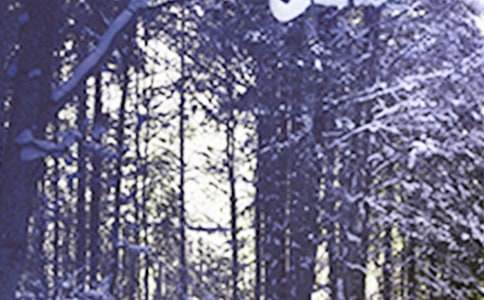 �P(gu��n)��Сѩ��������