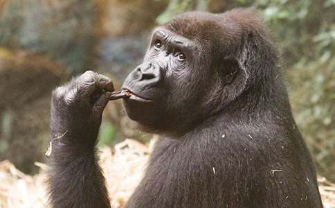 �������·�Ԣ�Թ���