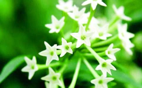 ҹ�����������