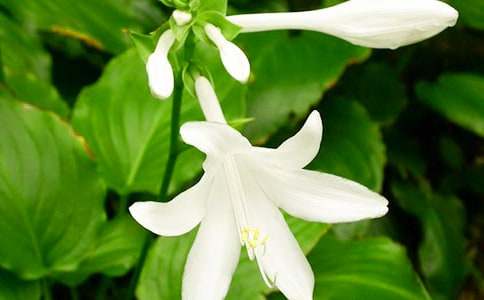 有關(guān)花的作文:夜來香