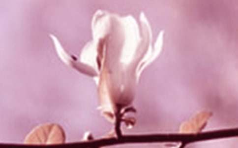 描寫玉蘭花的作文200字