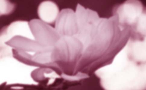 我愛玉蘭花400字作文