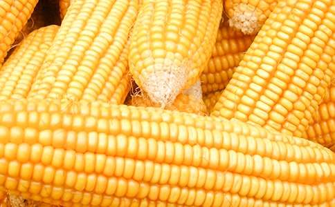 玉米風鈴的童話故事