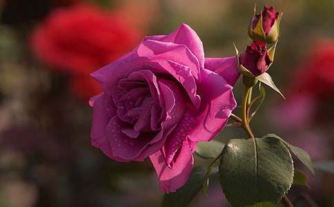 �¼�����400�֣����x15ƪ��