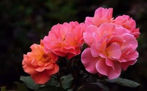 �����á��¼�����600����ƪ