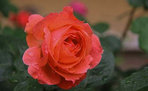 ���¼���������300��