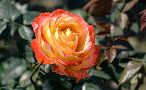 ���¼������}Ŀ������