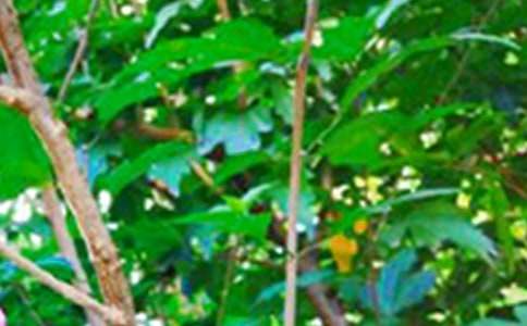 2020�����P(gu��n)ÿ��һ���簲���Z66��