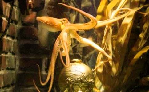 寫日記的章魚先生作文800字