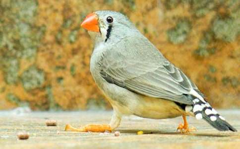 С�W(xu��)�Z���n�������B��(y��u)��̰���ͨ��15ƪ��