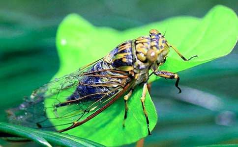 ��׽����һֻ֪�˃�(y��u)������