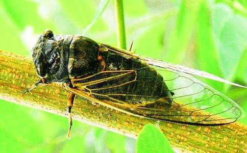 ׽֪�˵�����300��