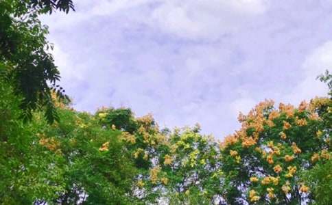 �茑��������ľ���