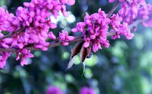 我愛紫荊花二年級作文(通用30篇)