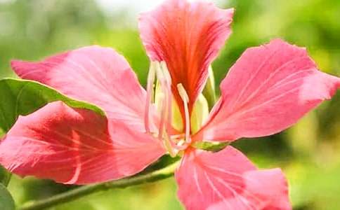 美麗的紫荊花作文