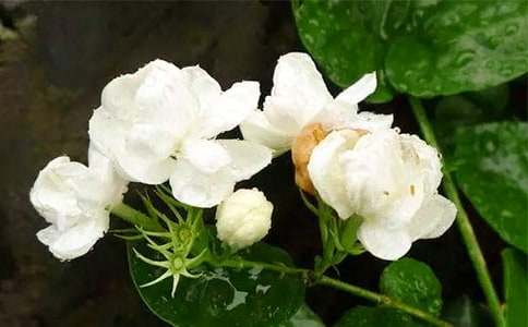 陽光下的茉莉花作文